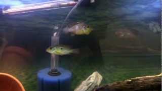 Fish breeding behavior Geophagus Brasiliensis [upl. by Enrica271]