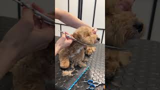 Puppys first groom [upl. by Pansie]