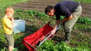 Harvesting Arugula with a Greens Harvester [upl. by Lleznod]