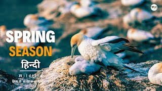 Spring Season  Wild Africa हिन्दी डॉक्यूमेंट्री  Wildlife documentary in Hindi [upl. by Adnerb]