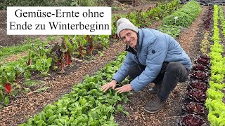 GemüseErnte ohne Ende zu Winterbeginn 🍀Herrliches Frischgemüse aus der kalten Jahreszeit [upl. by Eatnoid]