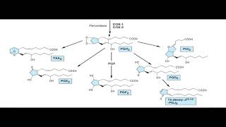 Autacoids and Autacoid Antagonists By Dr Alostaالاتوكويدس ومضاداتها [upl. by Atnauqahs]