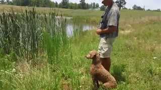 Louter Creek Hunting Poodle quotCooperquot Water Retrieves [upl. by Lletnahs]