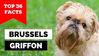 99 of Brussels Griffon Owners Dont Know This [upl. by Seira]