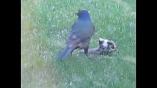 Starling Or Grackle Eats Another Bird  Rabbit Watches [upl. by Enilauqcaj]