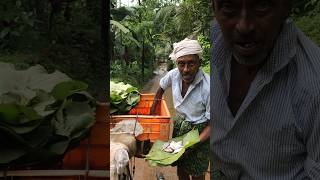 80ാം വയസ്സിലും സ്വന്തം അദ്വാനിച്ച് ജീവിക്കുന്ന ഒരു മനുഷ്യൻnature viral travel love fish [upl. by Lenhart]