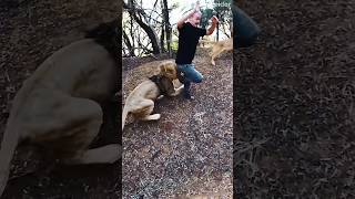 गुस्से मे शेर lion animals dog puppy animal germanshepherd [upl. by Olocin]