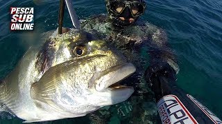 PESCA SUB  Orata Gigante  8 KG Pesca apnea nel bassofondo  Pesca subacquea Aspetto  Spearfishing [upl. by Mur950]