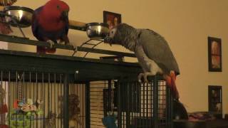 Parrot Friends Eclectus and African Grey [upl. by Pinckney226]