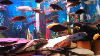 My overstock 55 gallon cichlid tank [upl. by Nilkcaj]