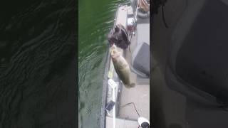 Paddle tail action brobrofishingshow bassfishing fishing adventure fun happy fishingvideo [upl. by Clynes]