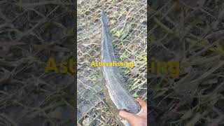 Mural fish hunting in Purna river fishing alivefish biggfish ASTITVAFISHING [upl. by Ambrosi]