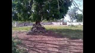 Hacienda en Cacalchen Yucatanwmv [upl. by Pelage]