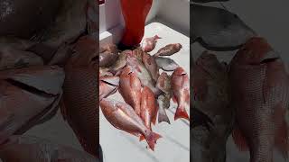 Red Snapper Season redsnapper lucky strike charters fishing [upl. by Dov996]