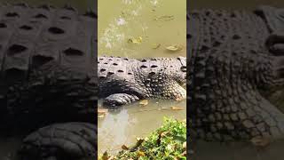 zoo🦢🦤🦆🪿burdman zoo trendingshkrts youtubeshkrts viralshorts shorts crocodile at zoo animald [upl. by Malca]