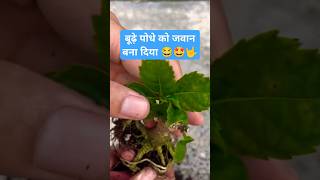 Experiment on dying plant successful ✌️🤟🫡shorts shortvideo ytshortsindiayoutubeshorts garden [upl. by Amrita]