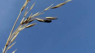 Ergot fungus  Claviceps purpurea [upl. by Keele232]