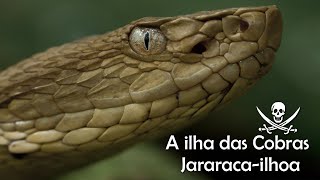 A ilha das Cobras 🐍 Jararaca ilhoa [upl. by Whitman]