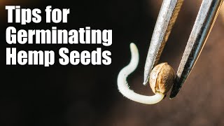 Tips for Germinating Hemp Seeds [upl. by Coreen]