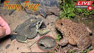 🐸Boing boing catching froggy funny  wep wep catch frogs make you laugh Part 9 funny frogs shorts [upl. by Milt]