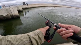 California Aqueduct Fishing  Stripers Are Starting To Come In california stripedbass fishing [upl. by Aeniah268]