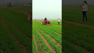 This method leads to higher yield of wheat shorts youtubeshorts modernfarmer cropmanagement [upl. by Kampmann]