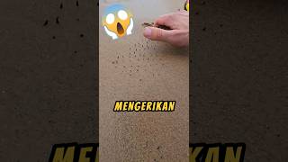 Menemukan PERANGKAP Di Pantai❗😱 xfindings videoshorts pantai shorts [upl. by Dawaj744]