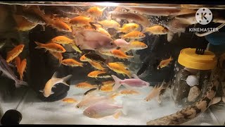 Endlicheri Albino Red Belly Pacu Albino Tiger Oscar Tinfoil Barb Albino Giant Gourami [upl. by Aleira]