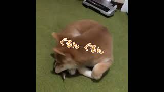 【蔵出し映像】生後3ヶ月のつくちゃんぐるぐる回ってます🌀🌀shiba 柴犬子犬柴犬との暮らし 柴犬と暮らす 柴犬ライフ 柴好き 犬 [upl. by Rap]