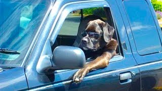 DESIGNATED DOG DRIVER [upl. by Colbert]