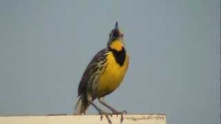 Eastern Meadowlark Song [upl. by Rayburn]