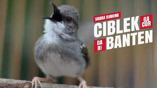 SUARA BURUNG  Ciblek GACOR Ngebren Dari BANTEN [upl. by Arvad537]