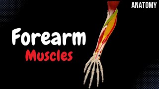 FINGER FLEXORS MECHANISM  PART 1  HAND COMPLEX BIOMECHANICSPhysiotherapy [upl. by Christa]