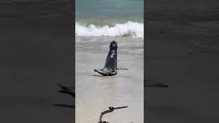 BABY SEAL Gets YEETED 100 ft By ORCA shorts [upl. by Nolrev876]