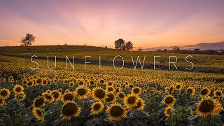 Kansas Sunflower Fields  Grinter Farm  Aerial amp Timelapse [upl. by Mulvihill]