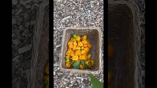 Habanero pepper harvest vegetablegardening pepperharvest gardening [upl. by Nirehtak]