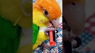 Adorable Parrot Plays Happily with Its Toy shorts parrot birds [upl. by Auqenes]