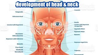 development of head amp neck embryology lecture part 01 [upl. by Etnaik]