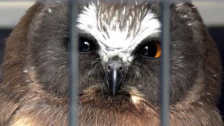 NORTHERN SAW WHET OWL RELEASE 2024 [upl. by Ydnelg733]