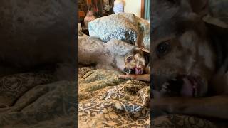 Bedlington Terrier vs Chihuahua Besties or Frenemies chihuahua bedlingtonterrier DogShorts [upl. by Airretnahs621]