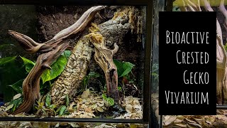 Making a Bioactive Crested Gecko Vivarium [upl. by Ahsaet851]