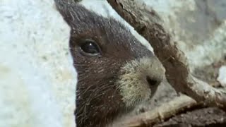 Waking up from Hibernation  Animals The Inside Story  BBC Earth [upl. by Devonna376]