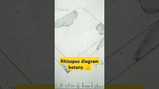 Rhizopus diagram important biology structure youtubeshorts biology botany imp 💯💯🤗🤗❤️❤️ [upl. by Lertsek371]