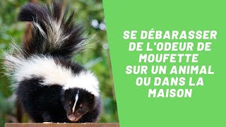 Comment se débarasser dune odeur de moufette sur un animal ou dans la maison  SOS Odeurs [upl. by Aivatal784]