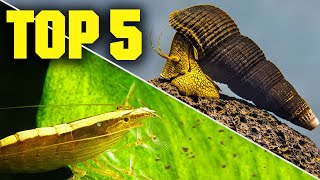 Top 5 Shrimp Snails amp Crabs for Your Aquarium [upl. by Atinrev]