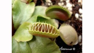 Dionaea muscipula pianta carnivora carnivorous plant  dionaea muscipula [upl. by Liam]