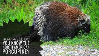 North American Porcupine  Description Characteristics and Facts [upl. by Harrietta996]