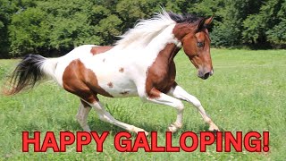 Happy Galloping SHORTS Schleich horse toy video [upl. by Rimola]