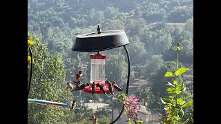 🔴 Hummingbirds Feeding in Southern California Robbie and Gary Gardening Easy is live [upl. by Huai142]