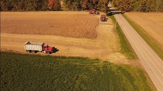 Combining soybeans Soybean harvest 2024 [upl. by Mercorr641]